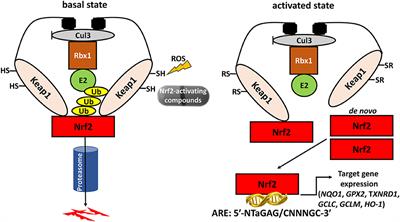 Keap1/Nrf2 Signaling: A New Player in Thyroid Pathophysiology and Thyroid Cancer